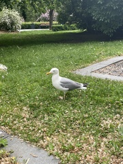 Larus argentatus