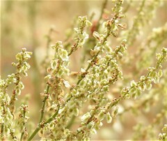 Rumex papillaris