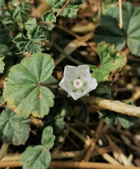 Malva neglecta