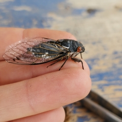 Hadoa chiricahua