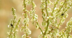 Rumex papillaris