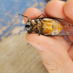 Hadoa chiricahua