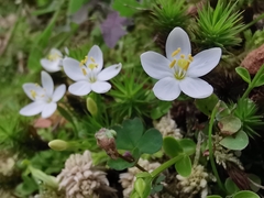 Centaurium scilloides