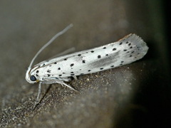 Yponomeuta irrorellus