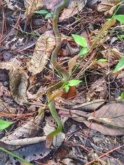 Drymobius chloroticus