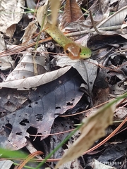 Drymobius chloroticus