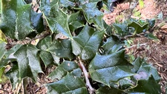 Ilex bioritsensis