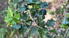 Ilex bioritsensis