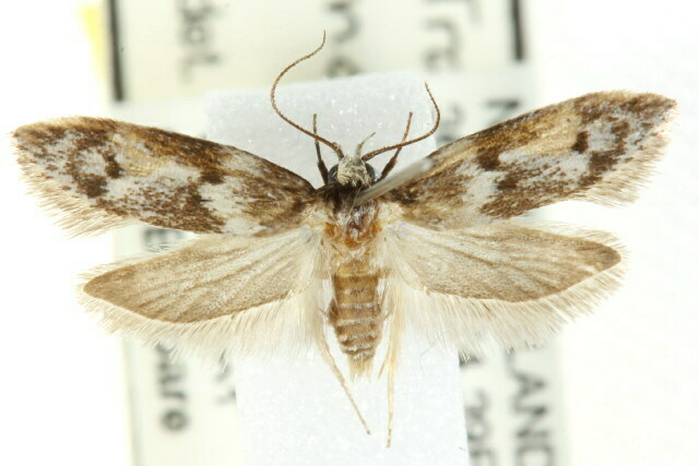 Trachypepla indolescens