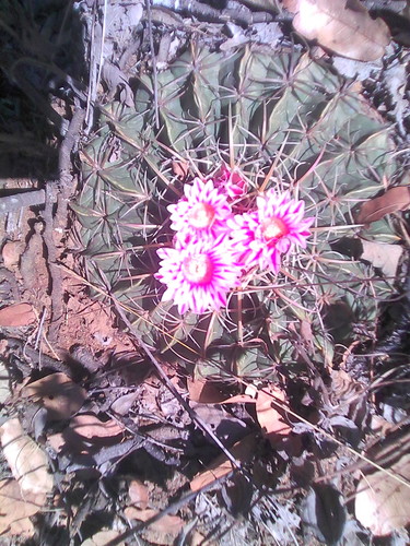 Ferocactus macrodiscus