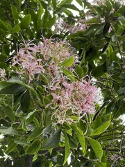 Calodendrum capense
