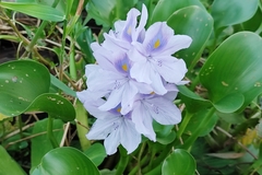 Pontederia crassipes
