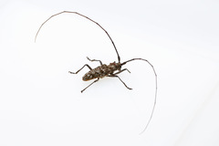 Monochamus carolinensis