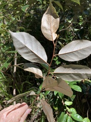 Elaeagnus triflora