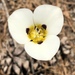 Leichtlin's Mariposa Lily - Photo (c) Aaron Echols, some rights reserved (CC BY-NC), uploaded by Aaron Echols