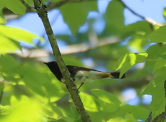 Setophaga ruticilla image
