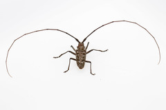 Monochamus carolinensis