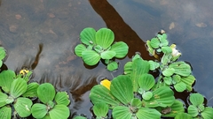 Pistia stratiotes