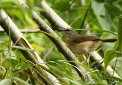 Myiothlypis rivularis