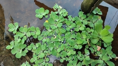 Pistia stratiotes