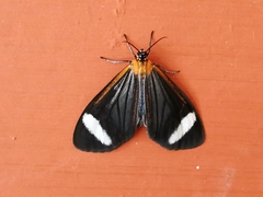 Hyalurga chthonophyle