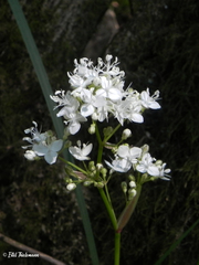 Libertia tricocca