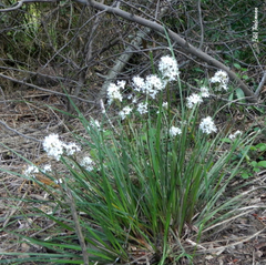 Libertia tricocca
