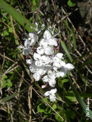Libertia tricocca