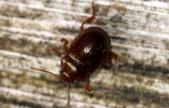 Chrysolina staphylaea