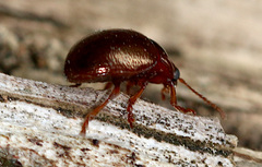 Chrysolina staphylaea