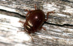 Chrysolina staphylaea