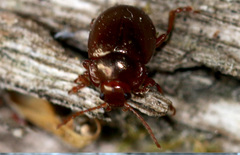 Chrysolina staphylaea