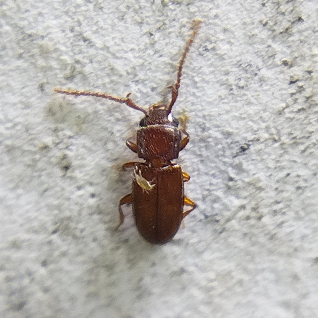 Cryptolestes uncicornis