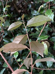 Elaeagnus triflora