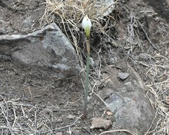 Zephyranthes alba