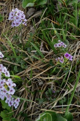 Cardamine purpurea