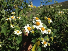 Montanoa leucantha