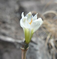Zephyranthes alba