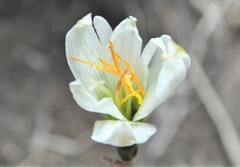Zephyranthes alba