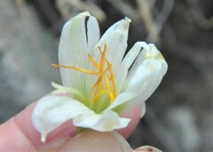 Zephyranthes alba
