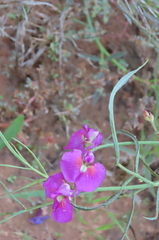 Swainsona campylantha