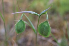 Calochortoideae
