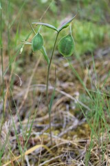 Calochortoideae
