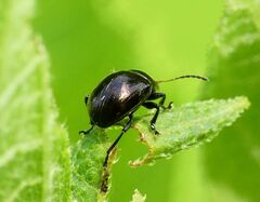 Brachypnoea clypealis
