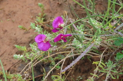 Swainsona campylantha