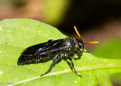 Scolia affinis