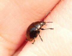 Brachypnoea clypealis
