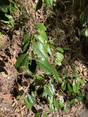 Elaeagnus triflora