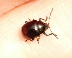 Brachypnoea clypealis