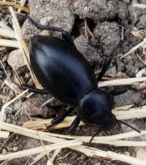 Coelocnemis dilaticollis